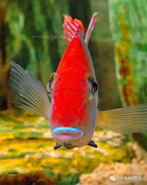 好養觀賞魚|十大易養觀賞魚排行榜